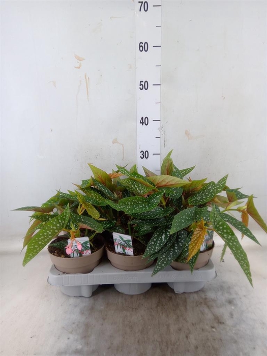 <h4>Begonia BD mac. 'Wightii'</h4>