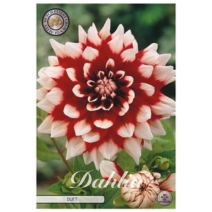 Dahlia Duet x1 l