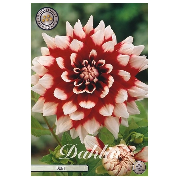 <h4>Dahlia Duet x1 l</h4>