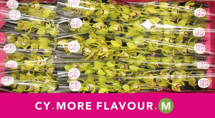 <h4>Mini cymbidium 'Sea Foam' 50 cm</h4>