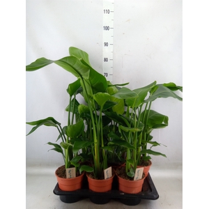 Strelitzia nicolai