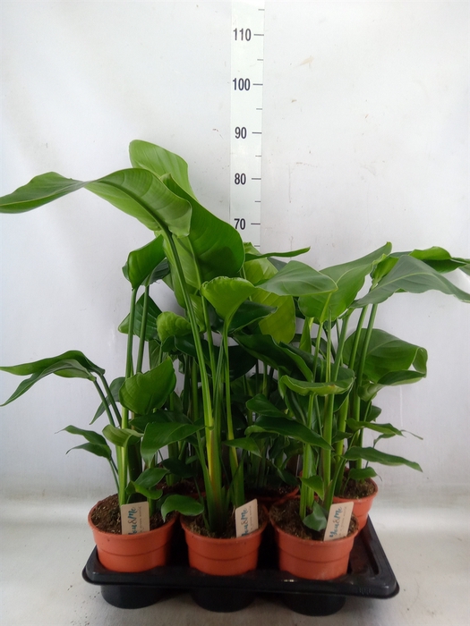 <h4>Strelitzia nicolai</h4>