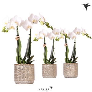 Kolibri Orchids Phalaenopsis white 2 spike in Jaguar pot