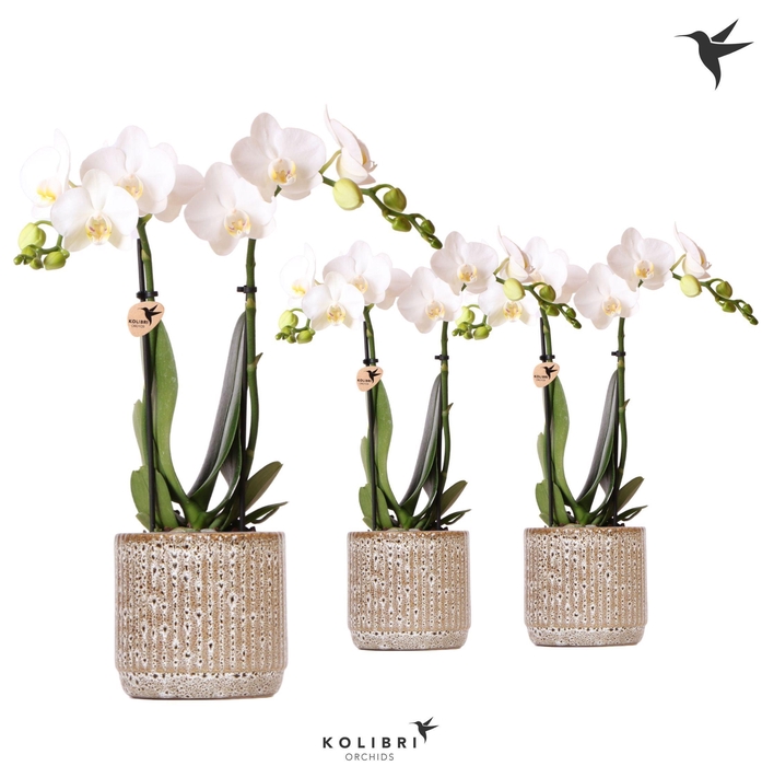 <h4>Kolibri Orchids Phalaenopsis white 2 spike in Jaguar pot</h4>