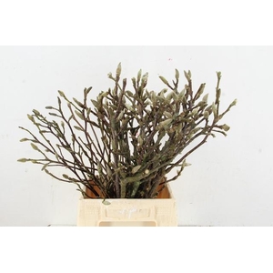 MAGNOLIA PER STEM 050CM