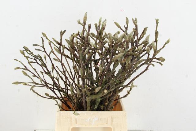 <h4>MAGNOLIA PER STEM 050CM</h4>