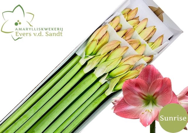 <h4>Hipp Ga Sunrise</h4>