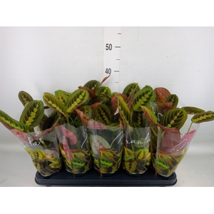 Maranta leuc. 'Fascinator'