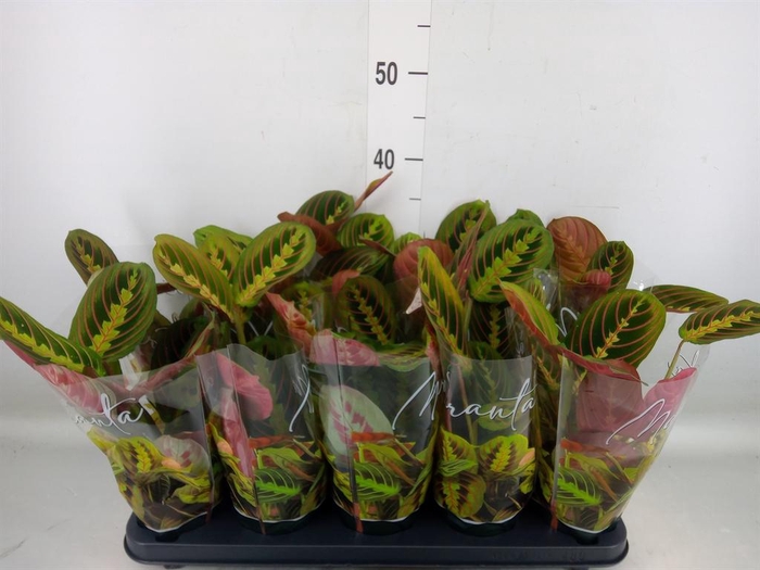 <h4>Maranta leuc. 'Fascinator'</h4>