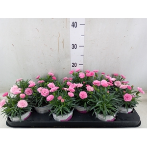 Dianthus  'I Love U'