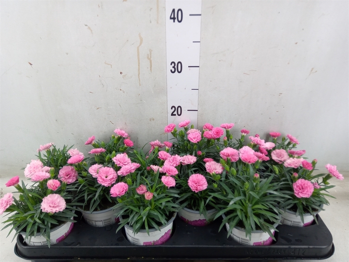 <h4>Dianthus  'I Love U'</h4>