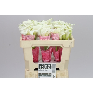 Zant Crystal Blush