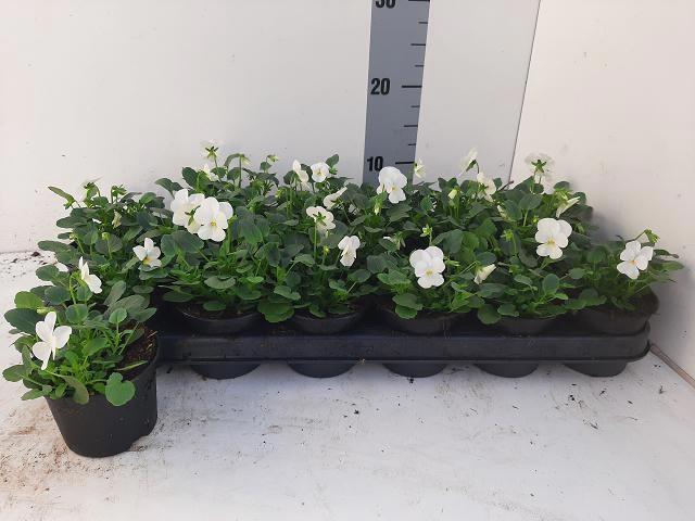 <h4>VIO CO D TRUE WHITE</h4>