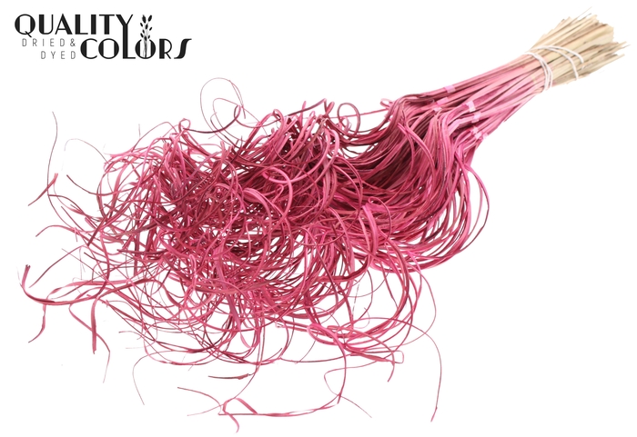 Palm Curly TT 3pc/tuft - 33 tuft/bunch Cerise