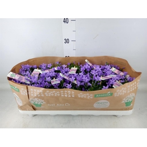 Campanula porten. 'Ambella Lavende'