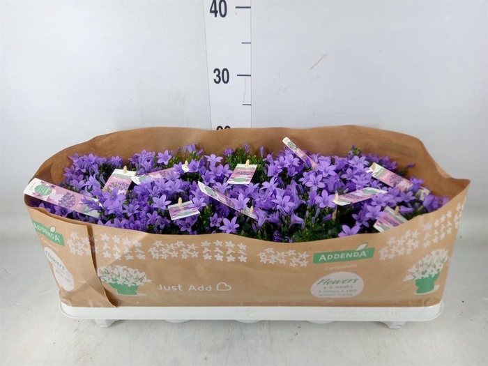 <h4>Campanula porten. 'Ambella Lavende'</h4>