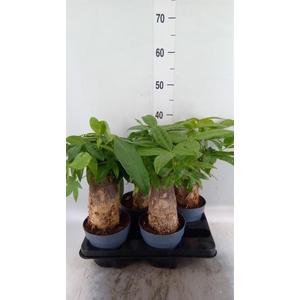 Pachira aquatica