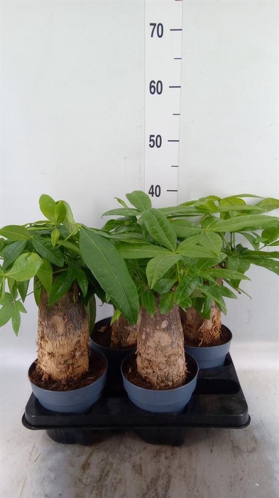 <h4>Pachira aquatica</h4>