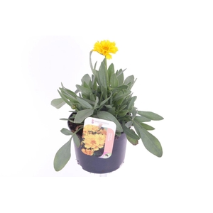 Coreopsis grand. Early Sunrise