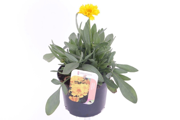 <h4>Coreopsis grand. Early Sunrise</h4>