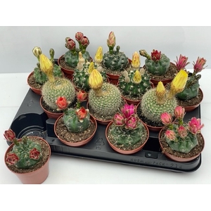CACTUS BLOEIEND GEM