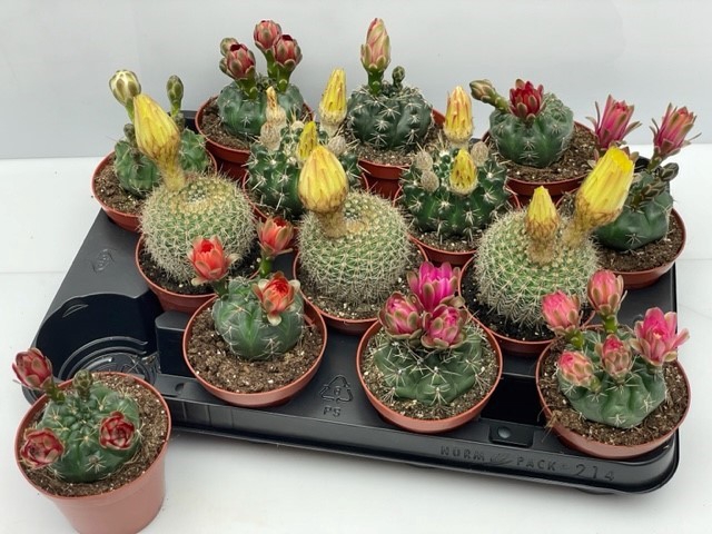 <h4>CACTUS BLOEIEND GEM</h4>