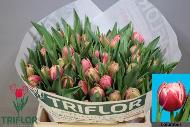 <h4>TU DU COLUMBUS</h4>