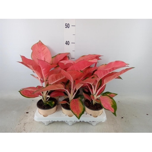 Aglaonema   ...