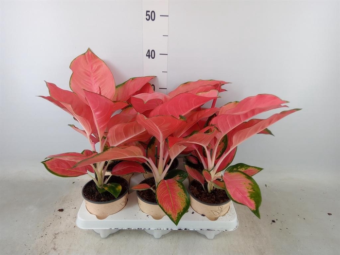<h4>Aglaonema ...</h4>