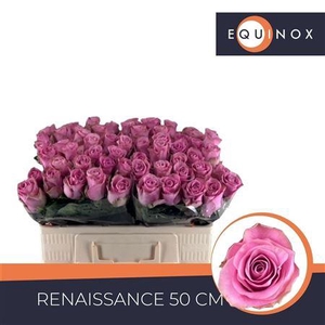 R Gr Renaissance