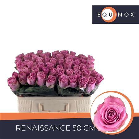 <h4>R Gr Renaissance</h4>