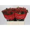 Hypericum True Romance