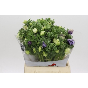 Anemone Galil Pastel Mix