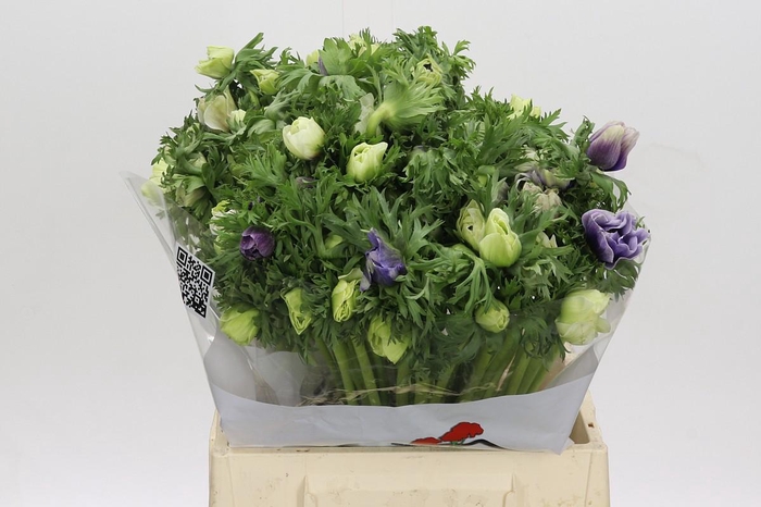 <h4>Anemone Galil Pastel Mix</h4>