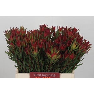 Leucadendron Blush