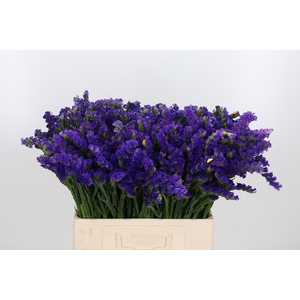 Limonium Blue