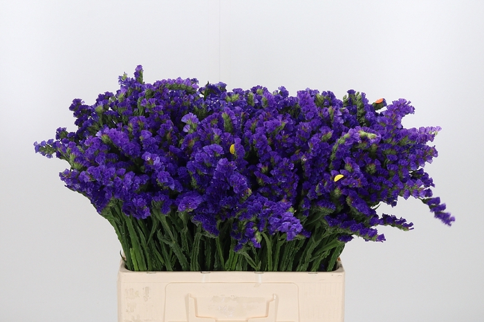<h4>Limonium Blue</h4>