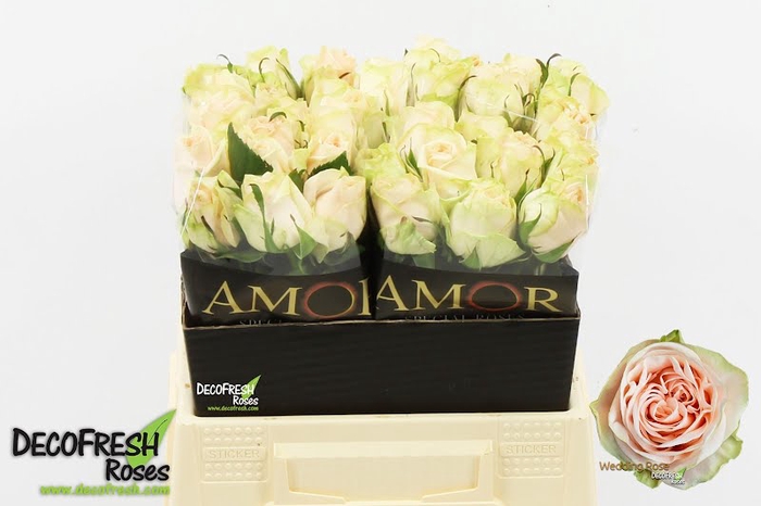 <h4>R Gr Wedding Rose Amor</h4>