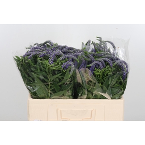 Veronica Purple