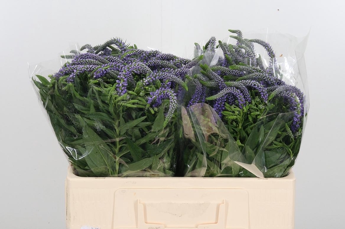 <h4>Veronica Purple</h4>