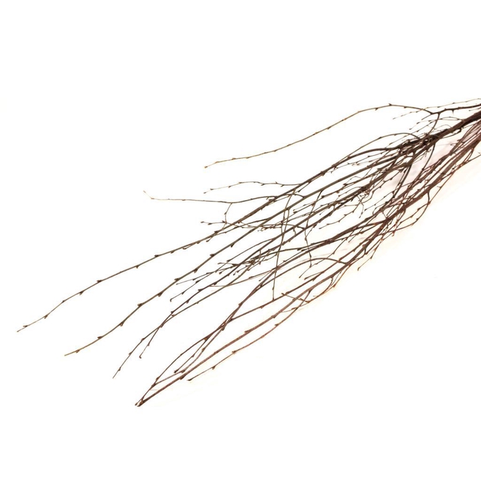 <h4>Birch 115cm 3pc Natural</h4>