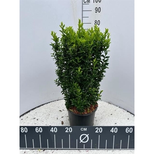 Euonymus japonicus Green Spire