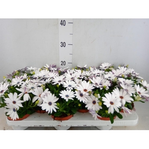 Osteospermum  'Passion White'