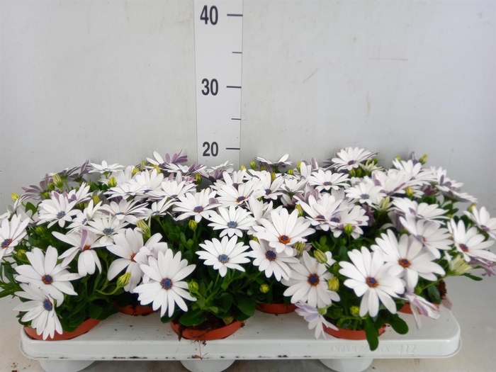 <h4>Osteospermum  'Passion White'</h4>