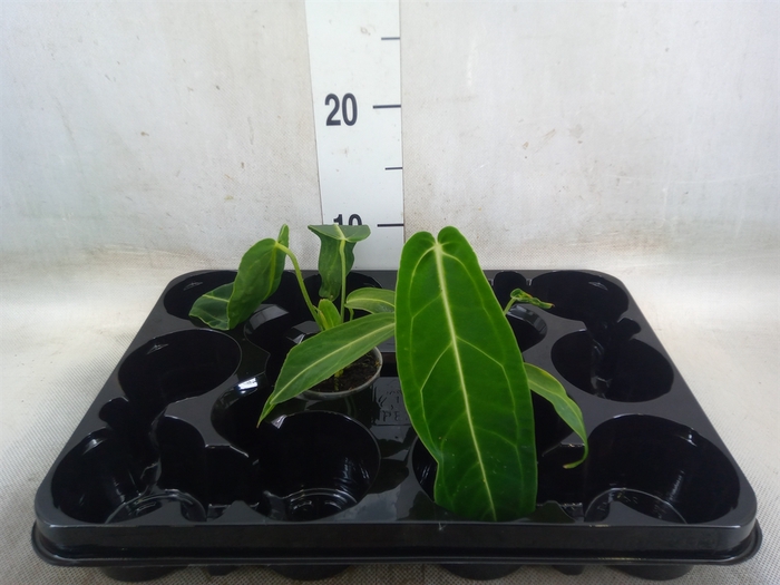 <h4>Planten Groen   ...L%</h4>