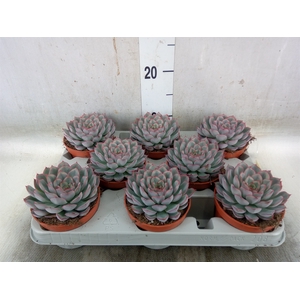 Echeveria  'Hercules'
