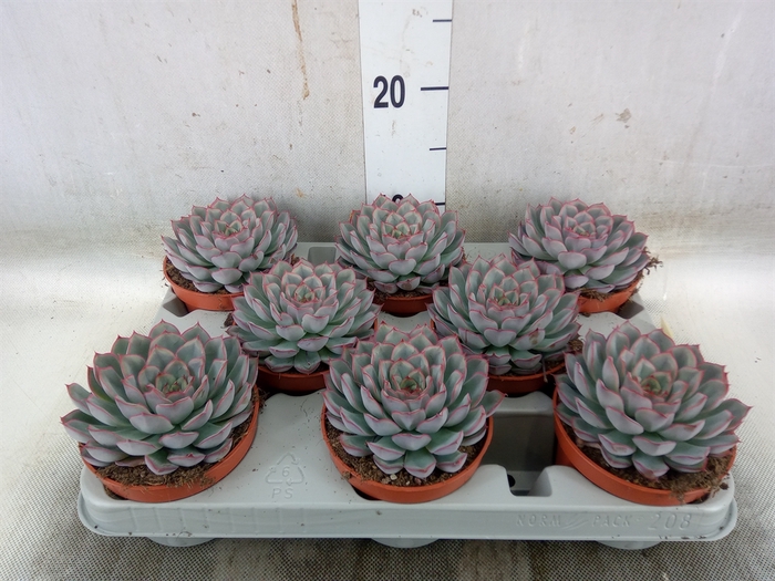 <h4>Echeveria  'Hercules'</h4>