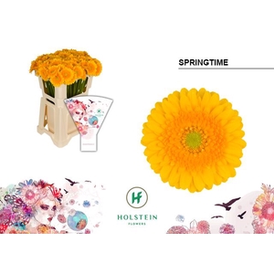 GERBERA MI 'SPRINGTIME'