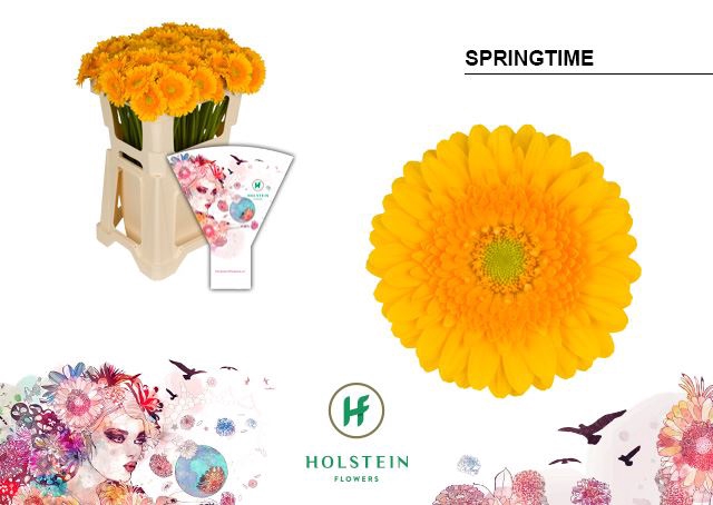 <h4>GERBERA MI 'SPRINGTIME'</h4>