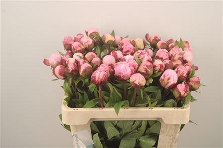 <h4>Paeo L Gardenia</h4>